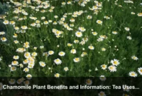 Chamomile Plant Benefits and Information: Tea Uses, Flower Care, Harvest, and Safety
