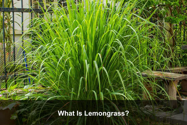 What Is Lemongrass?