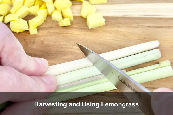 Harvesting and Using Lemongrass