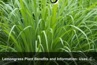 Lemongrass Plant Benefits and Information: Uses, Care, Harvesting, and Safety