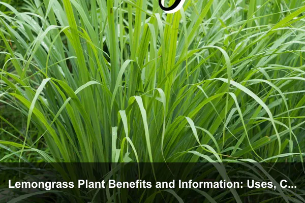 Lemongrass Plant Benefits and Information: Uses, Care, Harvesting, and Safety
