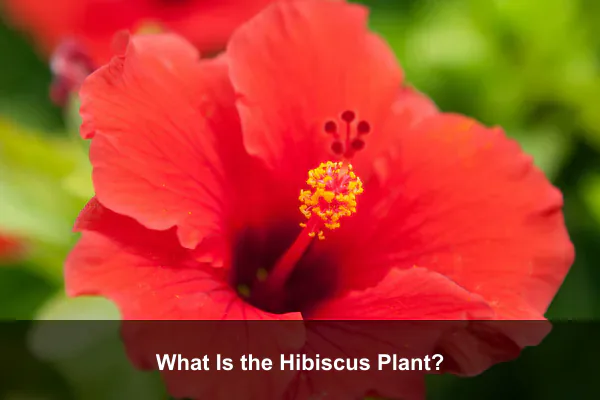 What Is the Hibiscus Plant?