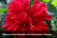 Hibiscus Plant Benefits and Information: Flowers, Tea Uses, Care, and Safety Guide