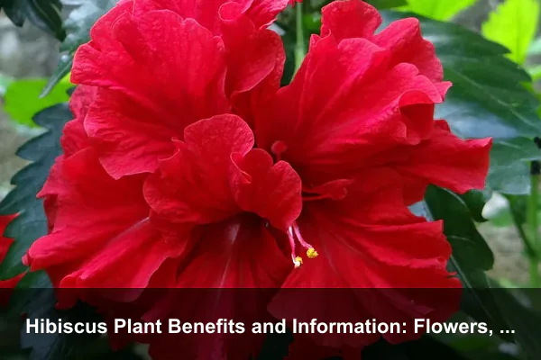 Hibiscus Plant Benefits and Information: Flowers, Tea Uses, Care, and Safety Guide