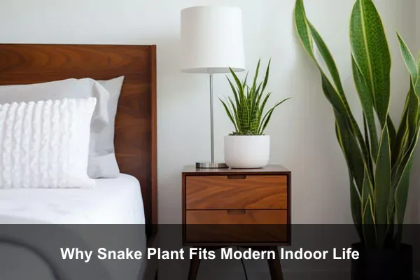 Why Snake Plant Fits Modern Indoor Life
