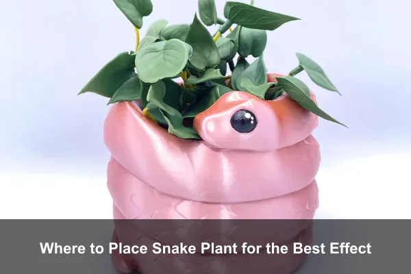 Where to Place Snake Plant for the Best Effect