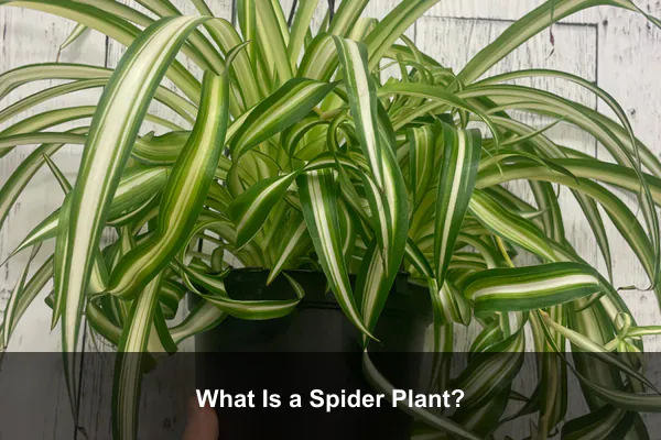 What Is a Spider Plant?