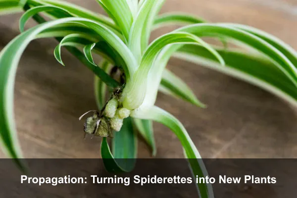 Propagation: Turning Spiderettes into New Plants