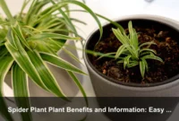 Spider Plant Plant Benefits and Information: Easy Care, Plantlets, and Home Wellness