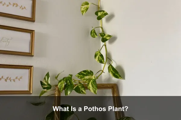 What Is a Pothos Plant?