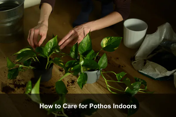 How to Care for Pothos Indoors