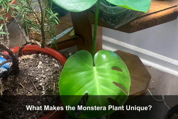 What Makes the Monstera Plant Unique?