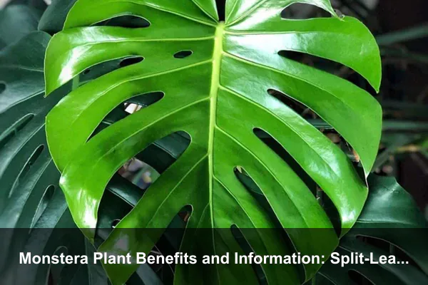 Monstera Plant Benefits and Information: Split-Leaf Care, Styling, and Safety Guide