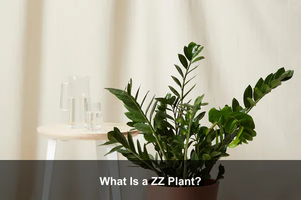 What Is a ZZ Plant?