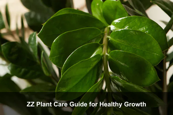 ZZ Plant Care Guide for Healthy Growth
