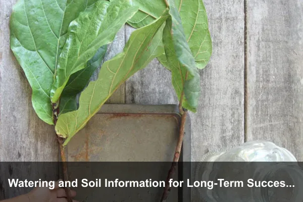 Watering and Soil Information for Long-Term Success