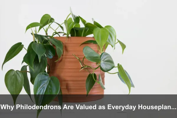 Why Philodendrons Are Valued as Everyday Houseplants