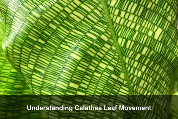 Understanding Calathea Leaf Movement