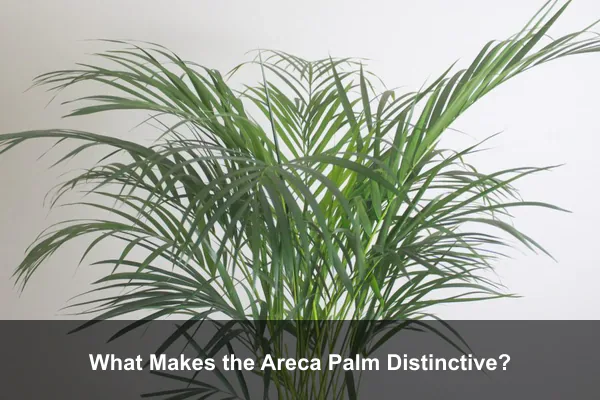 What Makes the Areca Palm Distinctive?