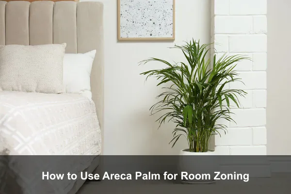 How to Use Areca Palm for Room Zoning