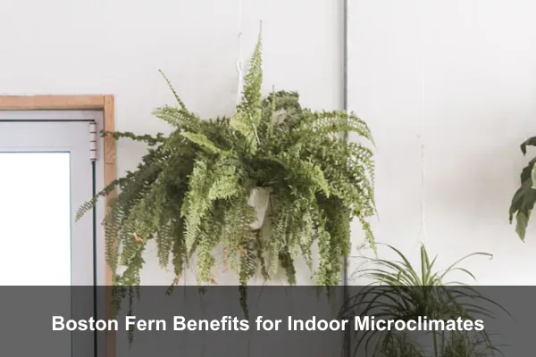 Boston Fern Benefits for Indoor Microclimates