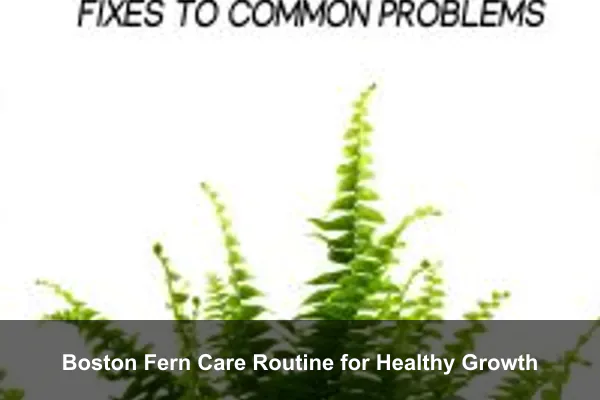 Boston Fern Care Routine for Healthy Growth