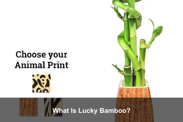 What Is Lucky Bamboo?