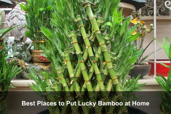 Best Places to Put Lucky Bamboo at Home