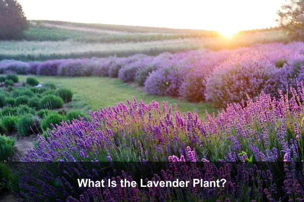 What Is the Lavender Plant?