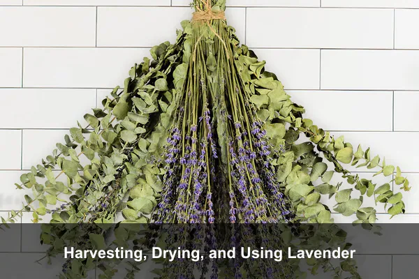 Harvesting, Drying, and Using Lavender