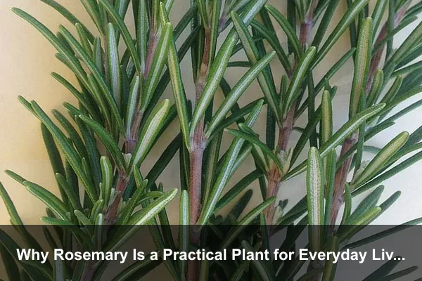 Why Rosemary Is a Practical Plant for Everyday Living