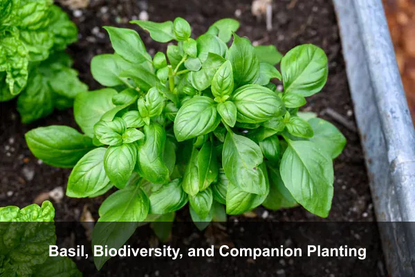 Basil, Biodiversity, and Companion Planting