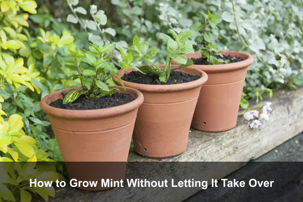 How to Grow Mint Without Letting It Take Over