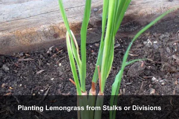 Planting Lemongrass from Stalks or Divisions