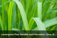 Lemongrass Plant Benefits and Information: Uses, Growing Tips, Harvest, and Safety Guide
