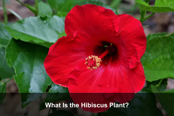 What Is the Hibiscus Plant?