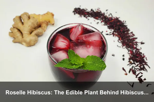 Roselle Hibiscus: The Edible Plant Behind Hibiscus Tea