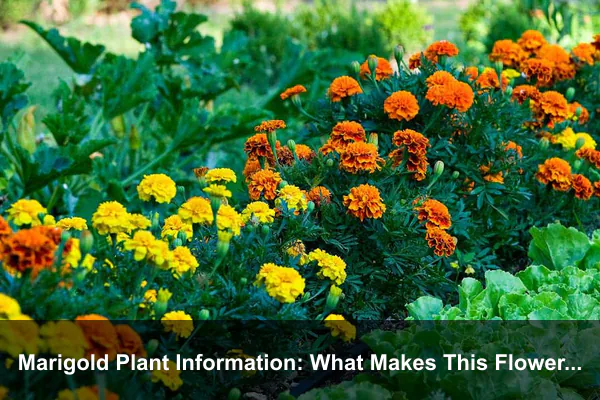 Marigold Plant Information: What Makes This Flower Useful?
