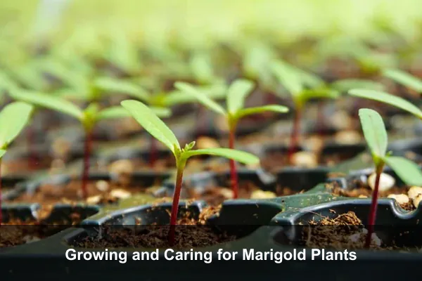 Growing and Caring for Marigold Plants