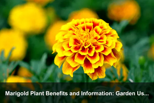 Marigold Plant Benefits and Information: Garden Uses, Care, Symbolism, and Safety