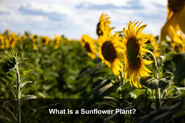 What Is a Sunflower Plant?