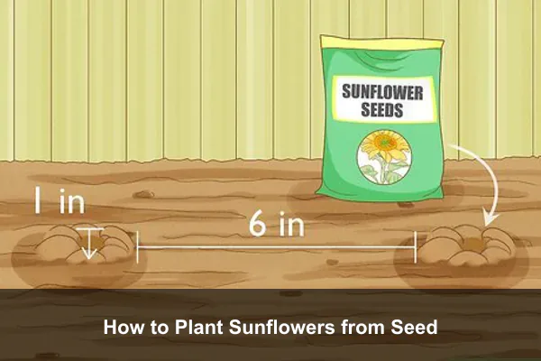 How to Plant Sunflowers from Seed