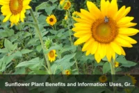 Sunflower Plant Benefits and Information: Uses, Growing Guide, Seeds, and Garden Value