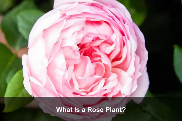 What Is a Rose Plant?