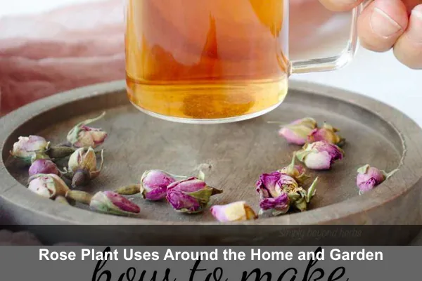 Rose Plant Uses Around the Home and Garden