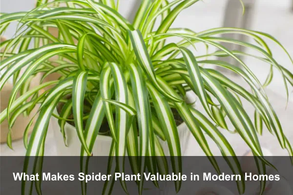 What Makes Spider Plant Valuable in Modern Homes