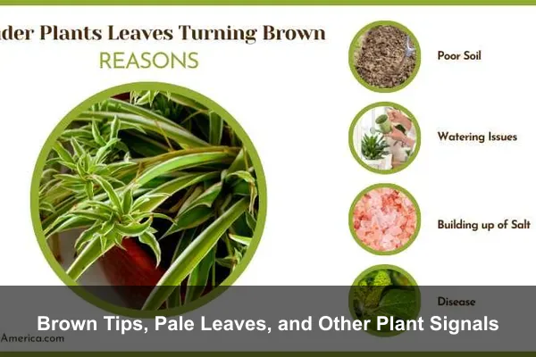 Brown Tips, Pale Leaves, and Other Plant Signals