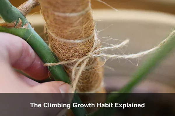 The Climbing Growth Habit Explained