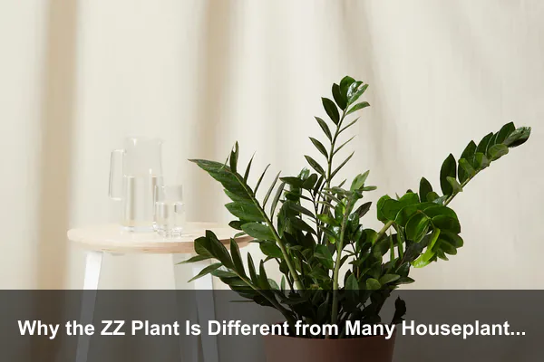 Why the ZZ Plant Is Different from Many Houseplants