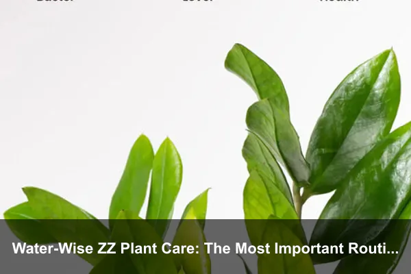 Water-Wise ZZ Plant Care: The Most Important Routine